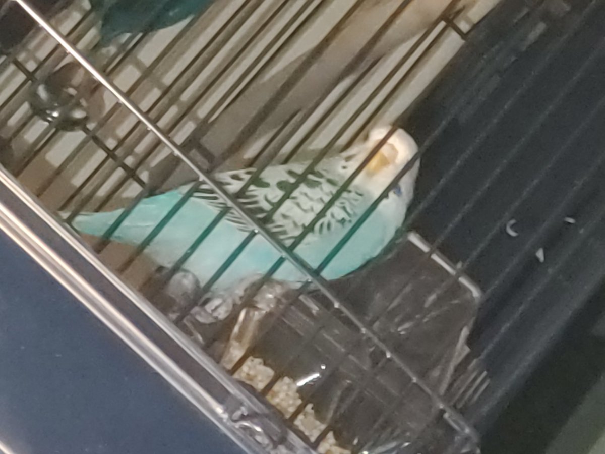 Knightwolf705P's tweet photo. Meet buddy the newest member of the family https://t.co/8L8xAmwrE5