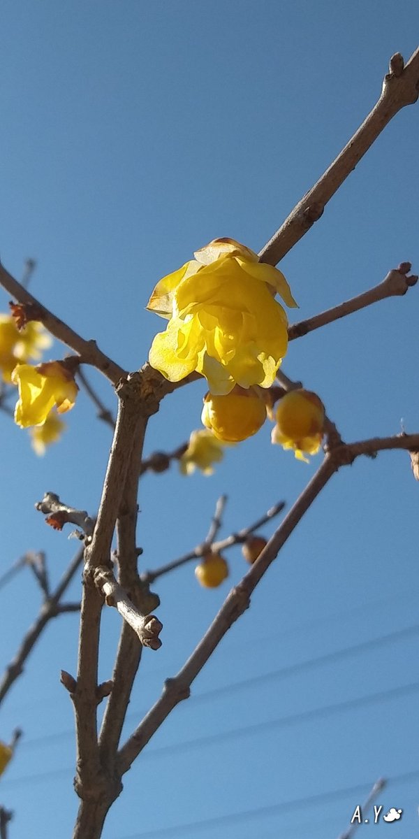 yumeasutw's tweet photo. お日様燦々☀️✨キーンと冷えた穏やかな日曜日の朝💙
１月最後の日となりましたね。

本日の最高／最低気温
 　🌡️10℃／-5℃
晴れ☀️
午後は北風が強まる予報です。

#いまそら #イマソラ
#青空 #bluesky
#空の名前
#sunshine
#ロウバイ #蝋梅 #庭木
#花 #flower
#a2021 #a0131 #a202101 #a2021016 https://t.co/YqVHTY5eMH