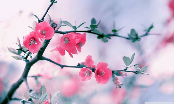 I can’t wait for spring season. 

“เวลาแห่งการผลิดอกเบ่งบานงดงามช่างควรค่าแก่การจดจำ—ว่าไหม?”

ต่างจากฤดูเหมันต์—หากความงามถูกแช่ค้างให้หยุดเวลาลงประเดี๋ยวนั้น วสันตฤดูคือช่วงเวลาสมควรแก่การโลดแล่นแลใช้ชีวิต
