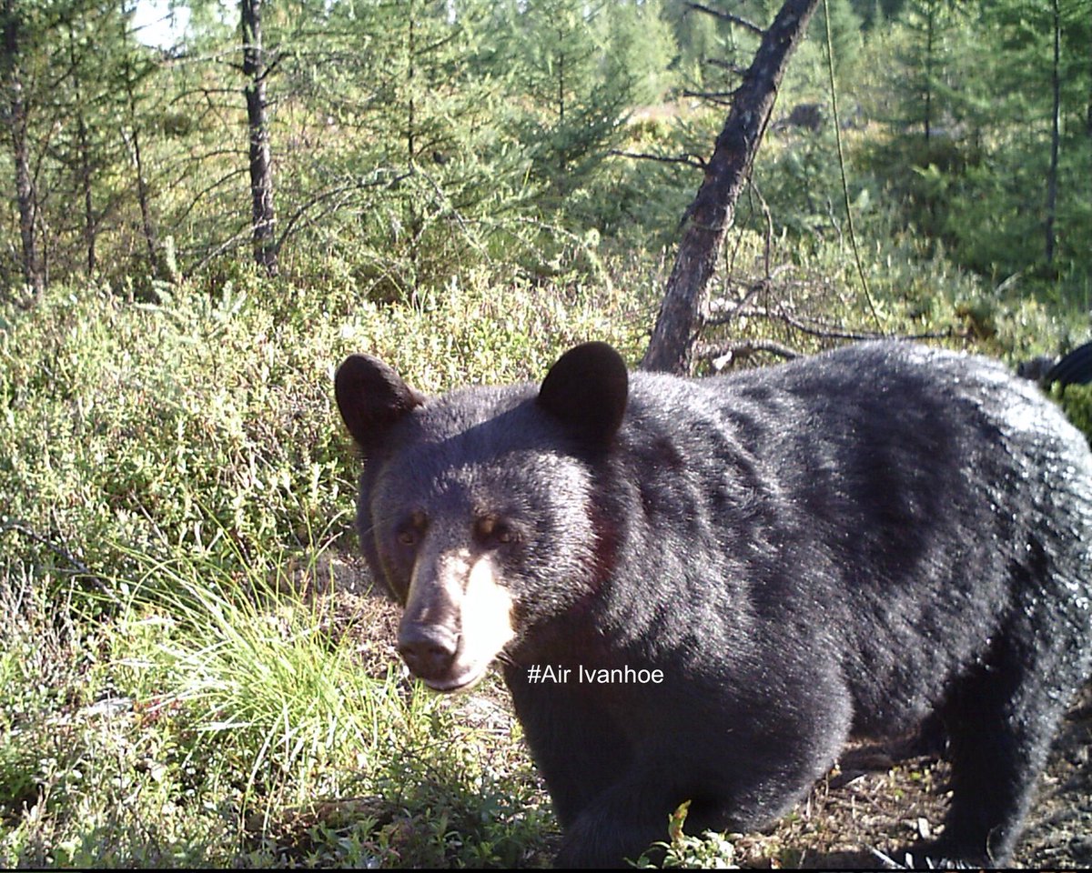 AirIvanhoe's tweet photo. This guy is still cruising the woods - what’s he weigh? We have a few spaces left for a 2021 bear hunt.  Call or email Info@AirIvanhoe.com  #bearhunt #bearhunting #NorthernOntario #Blackbear #bearguide #trailcam #trailcampics #outfitter #NorthernOntario #CanadaTourism https://t.co/sXQnm5QaH0