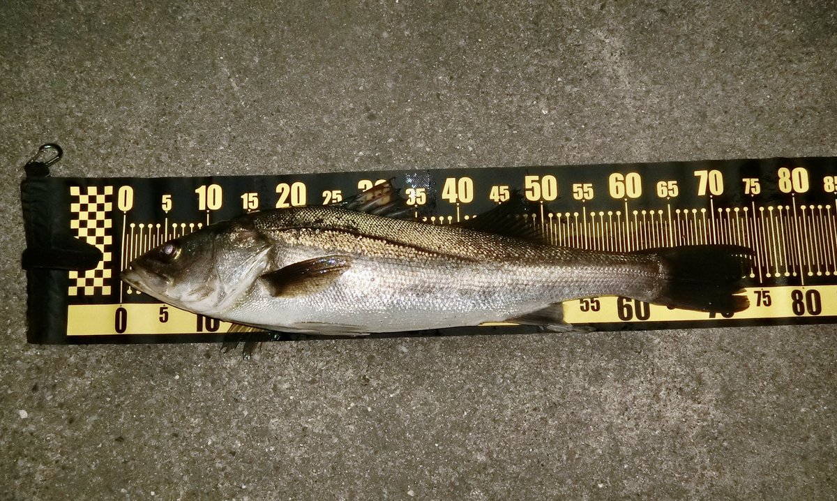 フィッシングラボ 釣り侍 Fishinglabo Twitter フィッシングラボ 釣り侍 Fishinglabo Twitter