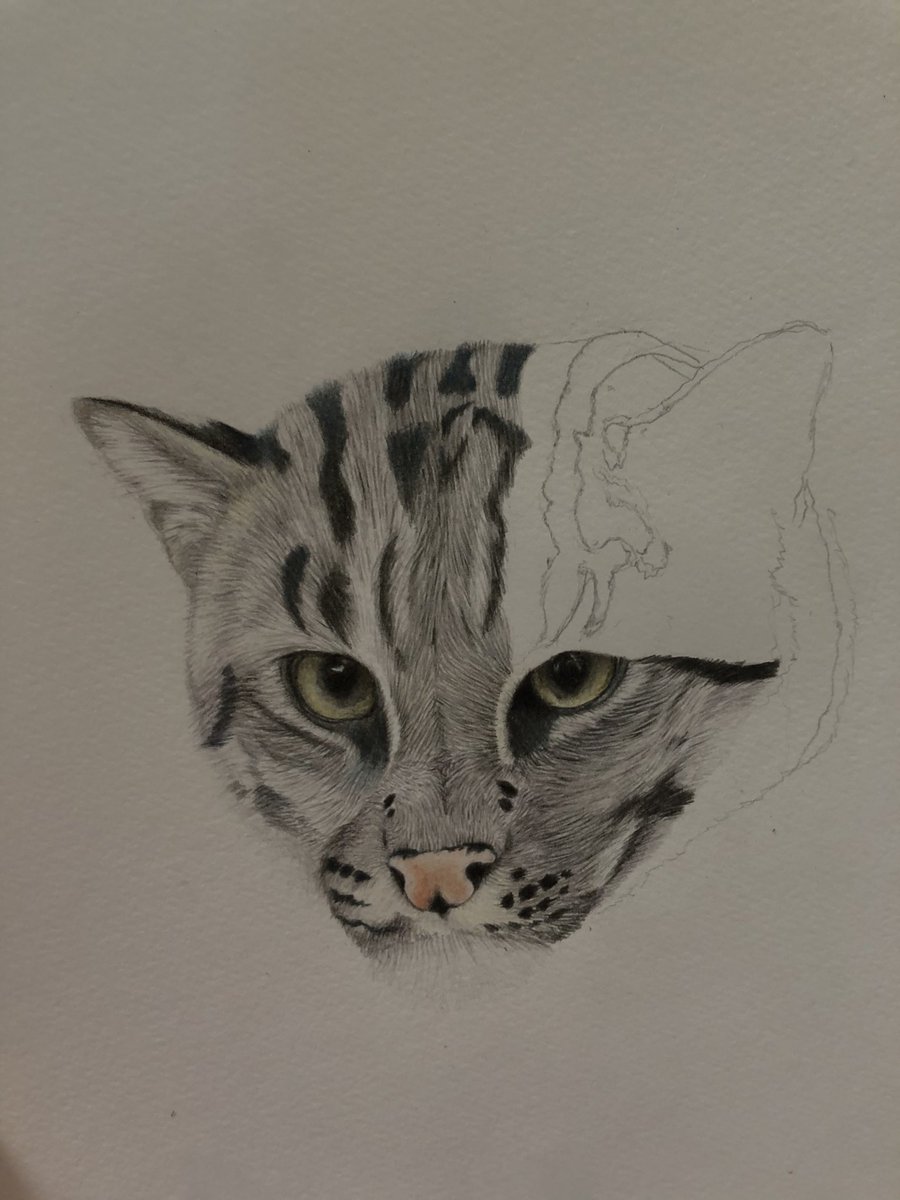 Twoucan スナドリネコ の注目ツイート イラスト マンガ コスプレ モデル