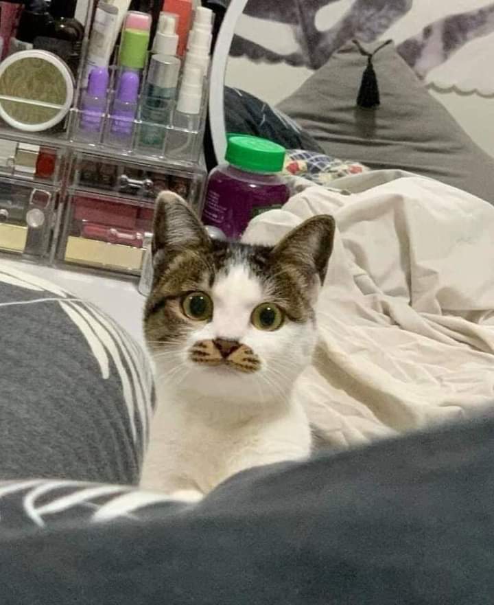 ulat_bulu_bulu's tweet photo. Handsome betul. https://t.co/RAehqzsyIy