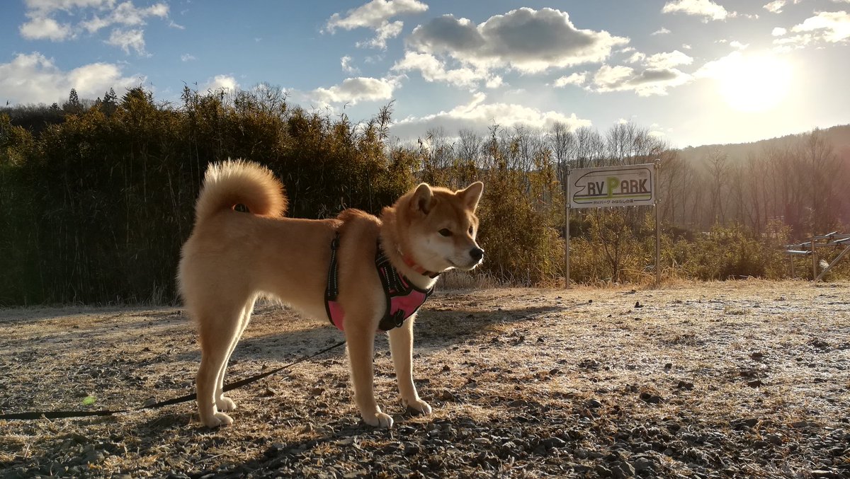 犬と車中泊 犬と車中泊