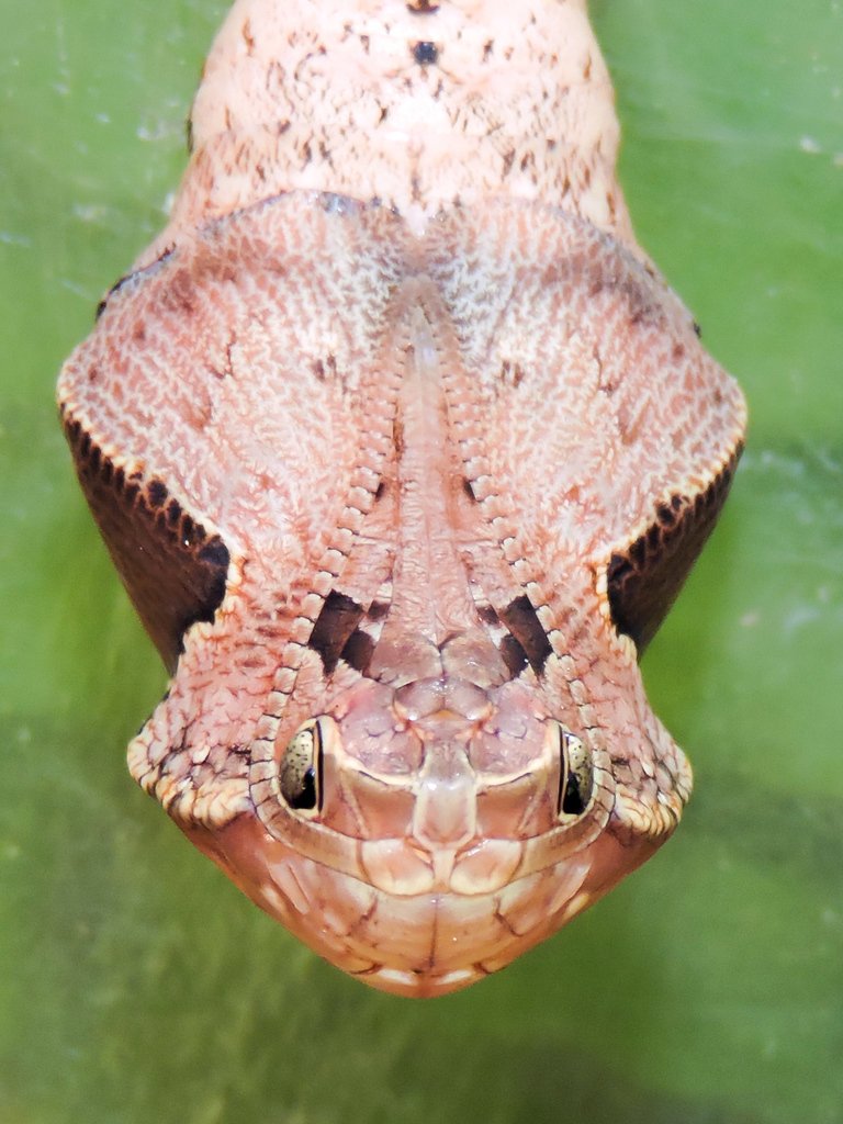 뱀의 머리를 완벽히 모방하는 나비의 번데기., image size:768x1024