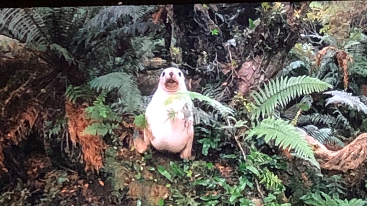 Cara Poulsen So Apparently Sea Lions In New Zealand Go Into The Forest And I Am Shook Cara Poulsen So Apparently Sea Lions In New Zealand Go Into The Forest And I Am Shook