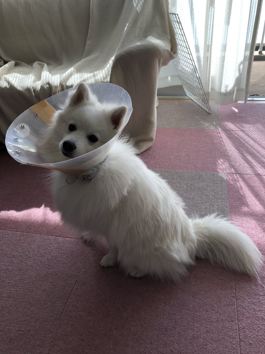 チェルシー 日本スピッツ エリザベスカラー姿も見納め これから抜糸しに行ってきます はやくコレとれるといいな 日本スピッツ チェルシー 犬のいる暮らし 犬好きさんと繋がりたい