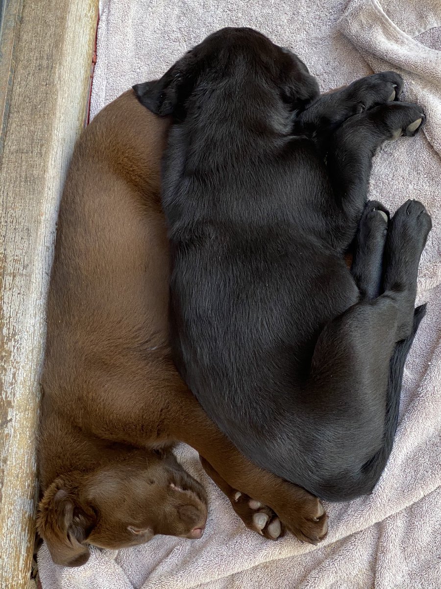 When two dogs collide.