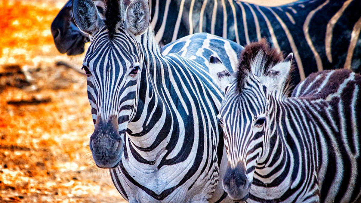 🦓 The age-old question "Is a zebra white with black stripes or black with white stripes?" actually has an answer! Underneath a zebra's stripes, their skin is black - their striped pattern is their 🌟superpower- it acts as a bug repellent! 
-
#InternationalZebraDay #superpowers