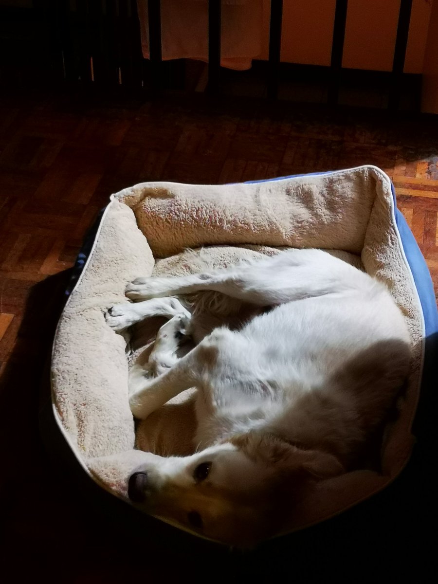 Quiero poder dormir chueco como Rocket