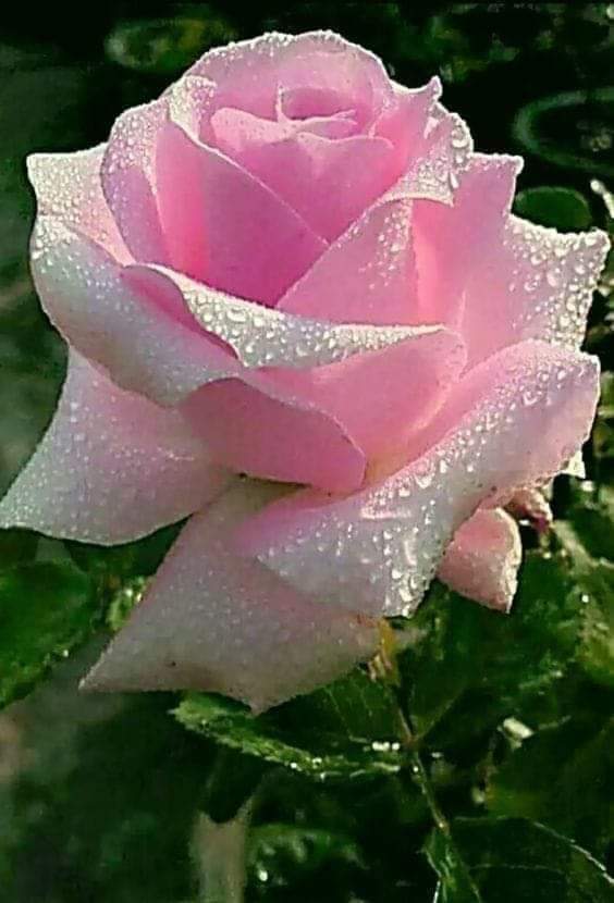 BernaMusa6's tweet photo. @MuratKa72924758 https://t.co/YxN1MFAs1c