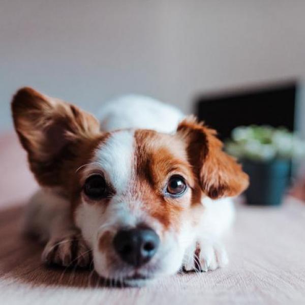 DOGS WITH FLOPPY EARS: AN APPRECIATION THREAD 