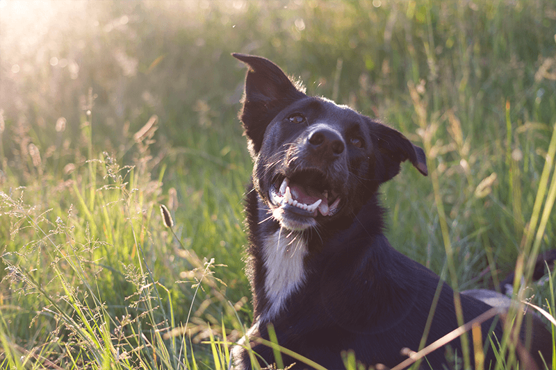 DOGS WITH FLOPPY EARS: AN APPRECIATION THREAD 