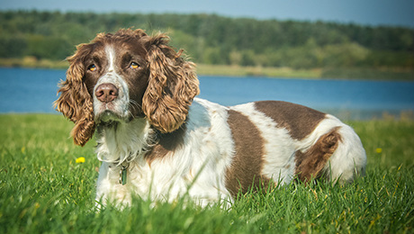 DOGS WITH FLOPPY EARS: AN APPRECIATION THREAD 