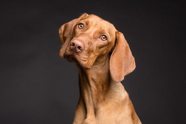 DOGS WITH FLOPPY EARS: AN APPRECIATION THREAD 