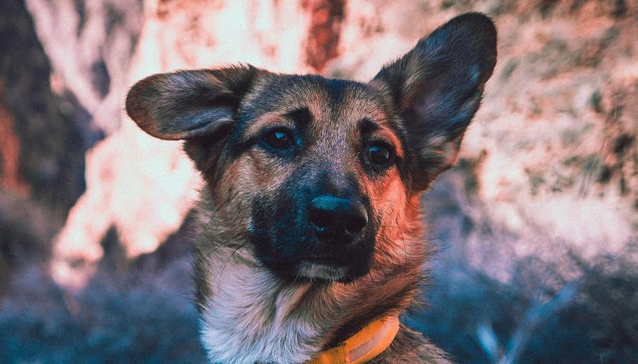 DOGS WITH FLOPPY EARS: AN APPRECIATION THREAD 