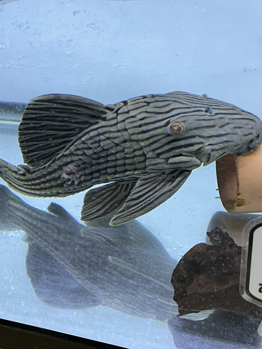 O Xrhsths すてら Sto Twitter 今日は金魚 専門店カハラへ行って来ました 3年前に一度行った事がありますが 変わらず親切な西村さん 金魚の話してると時間があっという間で その後はカネダイに行ってロイヤルプレコに見惚れてました 笑 O Xrhsths すてら Sto Twitter 今日は金魚 専門店カハラへ行って来ました 3年前に一度行った事がありますが 変わらず親切な西村さん 金魚の話してると時間があっという間で その後はカネダイに行ってロイヤルプレコに見惚れてました 笑