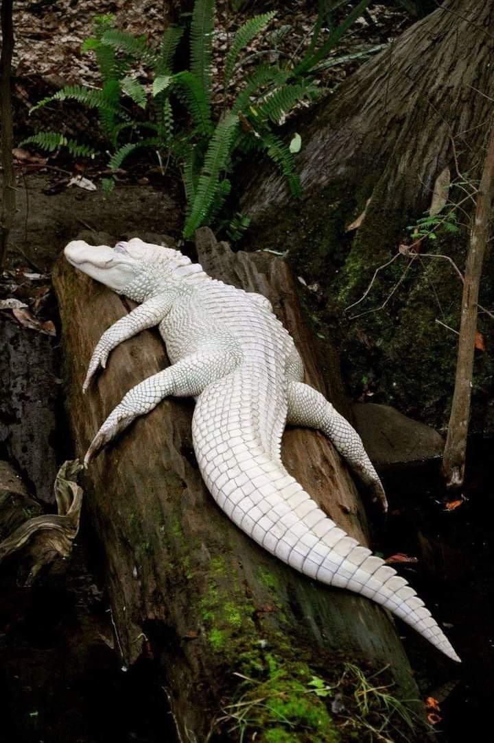 lindz_malindz's tweet photo. Animals with albinism 🔥💛🖤🖤
#saysomething https://t.co/xIQRbHCMVa