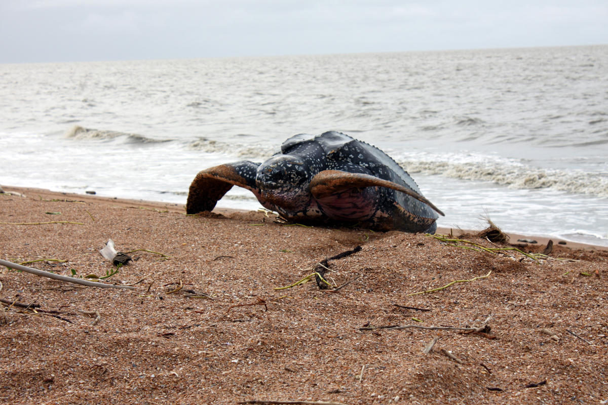 Tonight's site is Shell Beach in Guyana, a nesting site for 4 out of the 8 different types of sea turtle species. They are the Green turtle, Hawksbill turtle, Leatherback turtle & Olive Ridley turtle. The area was made a protected area on 2011.