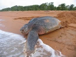 Tonight's site is Shell Beach in Guyana, a nesting site for 4 out of the 8 different types of sea turtle species. They are the Green turtle, Hawksbill turtle, Leatherback turtle & Olive Ridley turtle. The area was made a protected area on 2011.