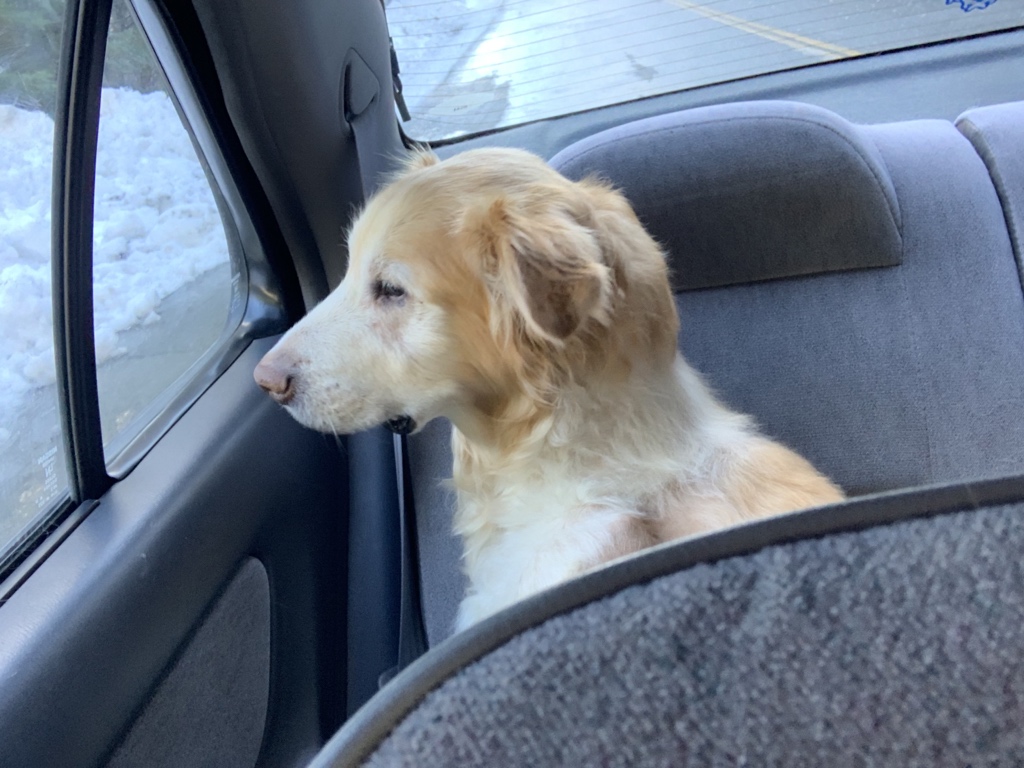 nukufox's tweet photo. So @ColaDoggy had a lot of fun today. He was super curious when he first saw the snow. Had to investigate right away when he hopped out of the car. https://t.co/HTPB2HWJsp