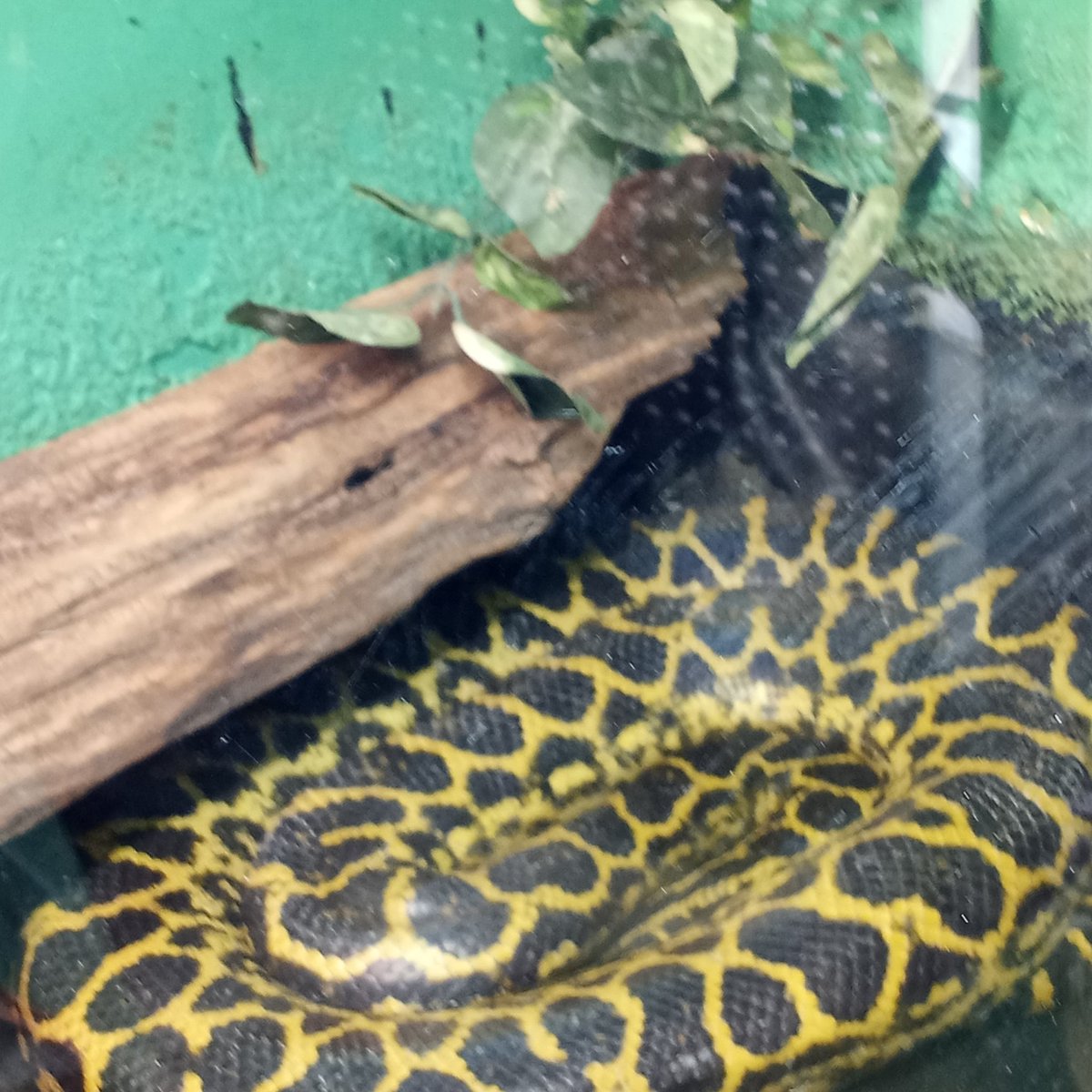 DrakeFowler16's tweet image. 