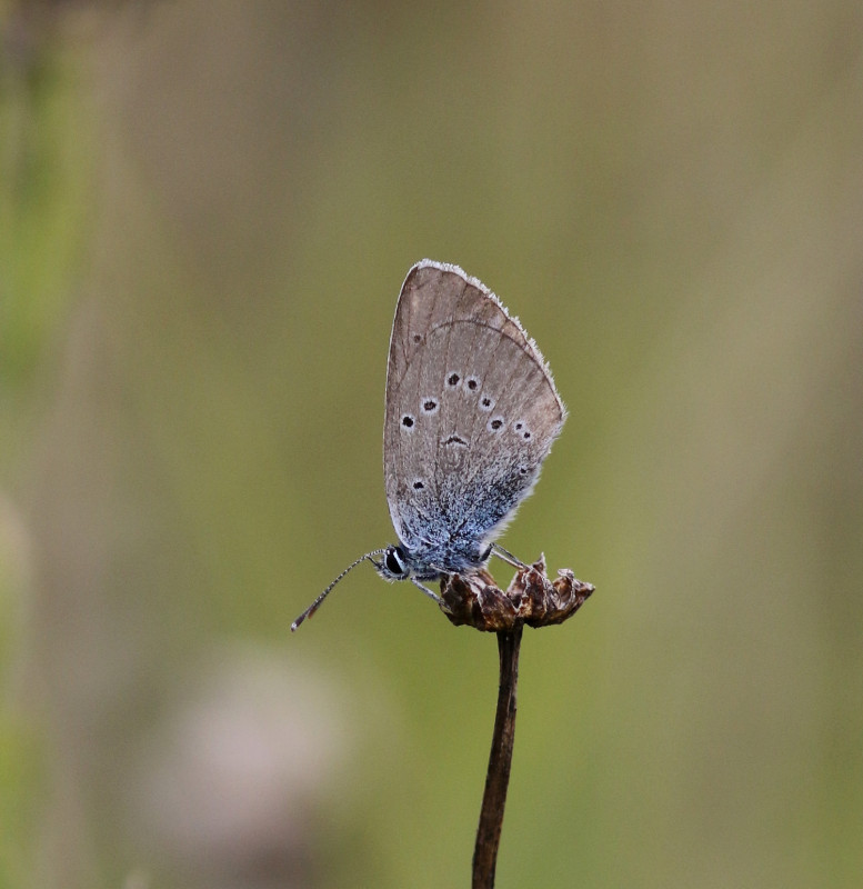 Niels van Pelt tweet media