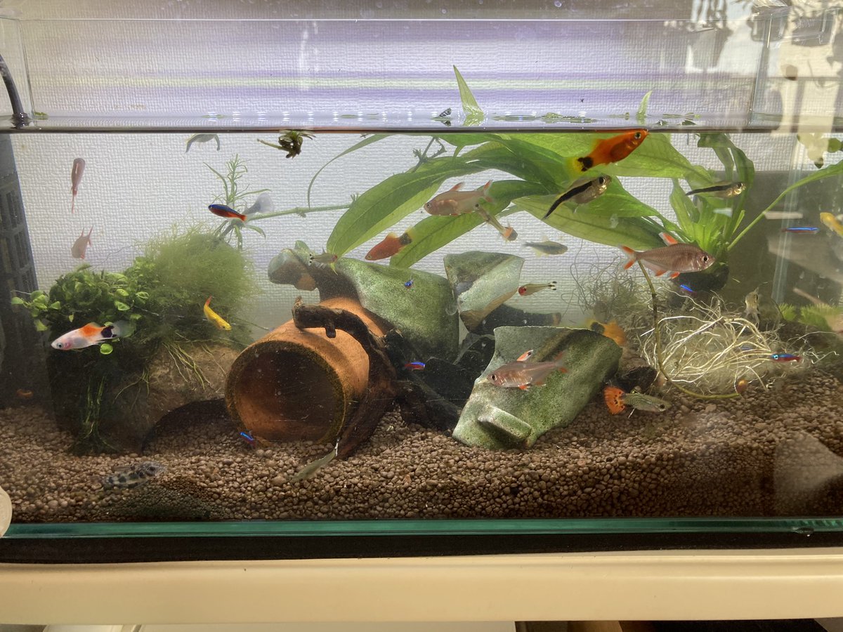 Atsubu Shi 久しぶりの休日 次女からずっとリクエストされていた熱帯魚の水槽の掃除しました ポットに入った水草の根っこが超巨大化し もやしの塊みたいに 水草もたいぶ減らしたら寂しい水槽になってしまい 仲間を増やそうかな 熱帯魚 テトラ