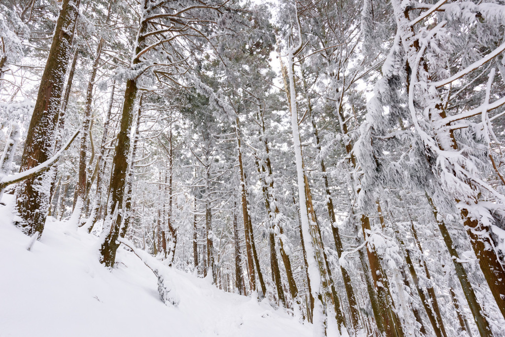 RoomF's tweet image. Winter Wonderland 2021.

Mt. Fujiwara, Mie ift.tt/3j5T8zs