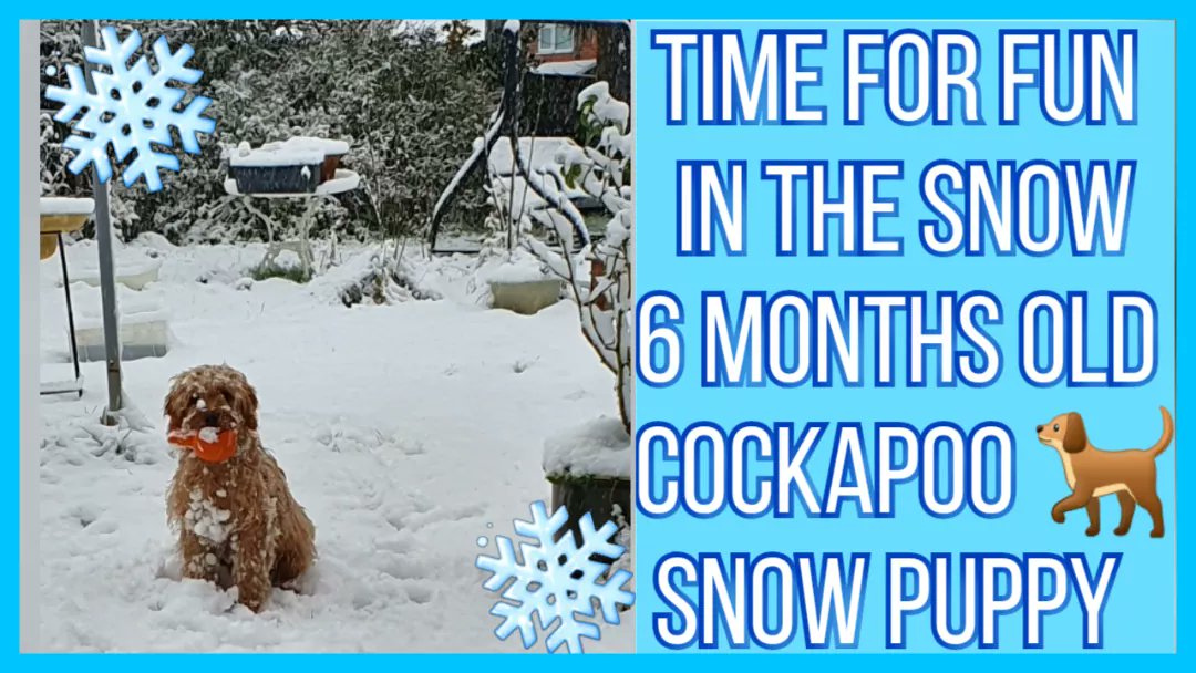 Dalyesha's tweet photo. FUN TIME WITH MILLY
#fun #photography #photo #Vlog #photooftheday #snowday #family #dogs #Video #life #PositiveVibes #YouTuber #Dog #happy #cockapoopuppies @VloggersChatUK @newvlognetwork #January2021 #lockdown #Greatbritain #naturebeauty #snowflakes #Frozen https://t.co/78TFEx7E5R