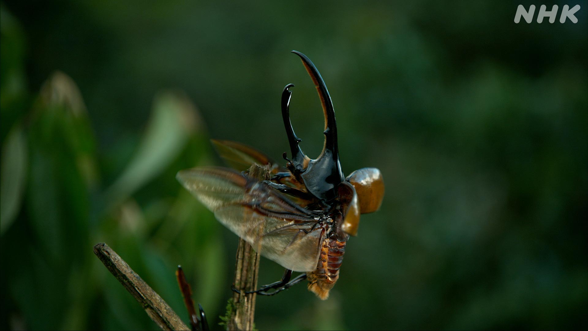 謎のオオカブト 【公式通販】
