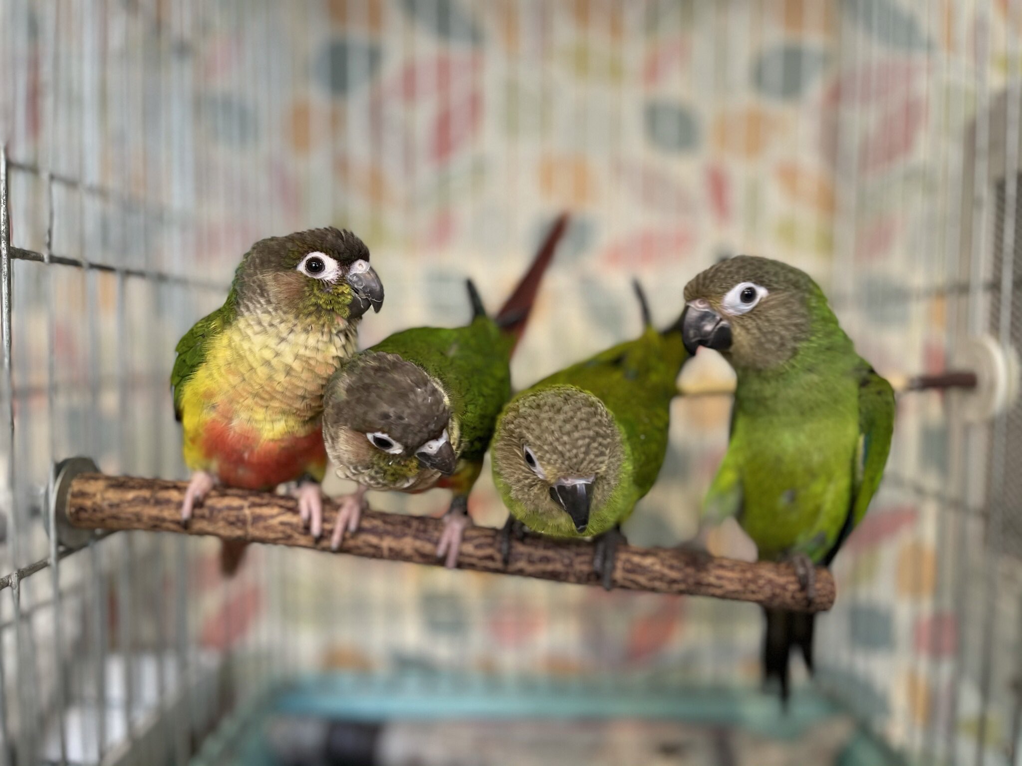 ウロコインコ販売 Twitter Search Twitter