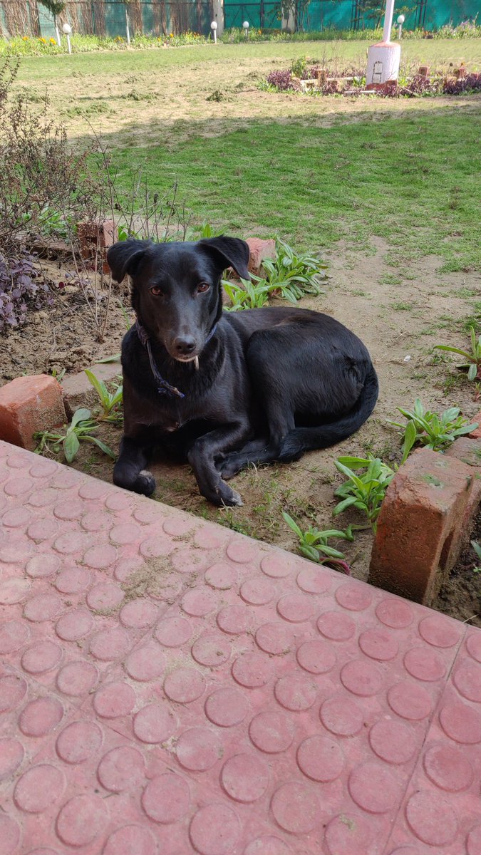 aga_pallavi's tweet photo. #foodforthought 
We have been conditioned to be fence sitters and not to take a stand for anything. Those who take a stand are usually labelled aggressive and crazy ! 
Break the #stereotypes and move ahead !! 
#fitness
#lowcarb
#adoptdontshop
#dogs 
#adoptindiedogs 
#strongwomen https://t.co/XyX62Rou5q