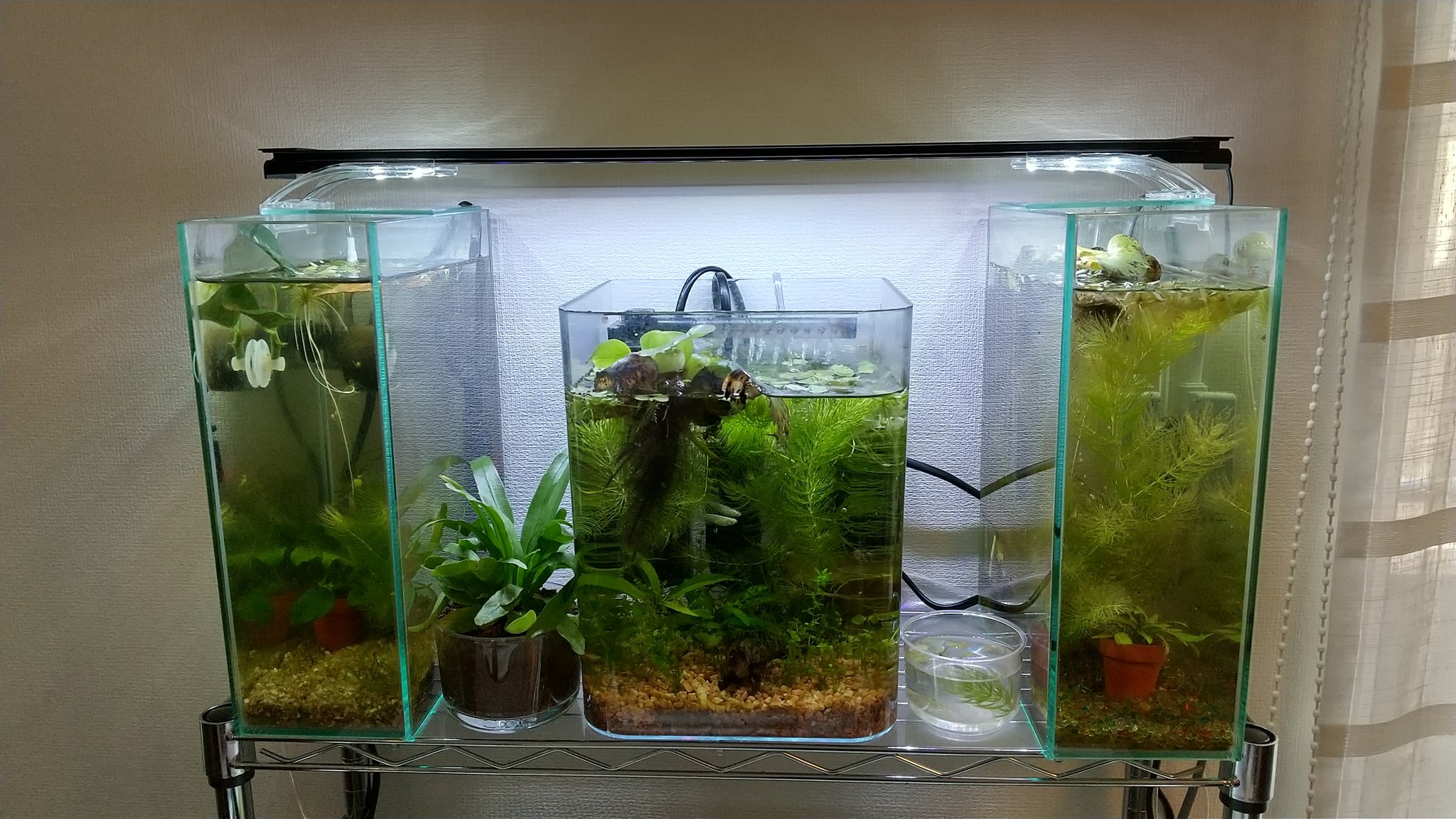 Moti Aquarium Twitter ನಲ ಲ レイアウト変更中 まずメダカ水槽をラックの上に移動 アクアリウム 熱帯魚 観賞魚 メダカ水槽 T Co M1xhfndnbb Twitter