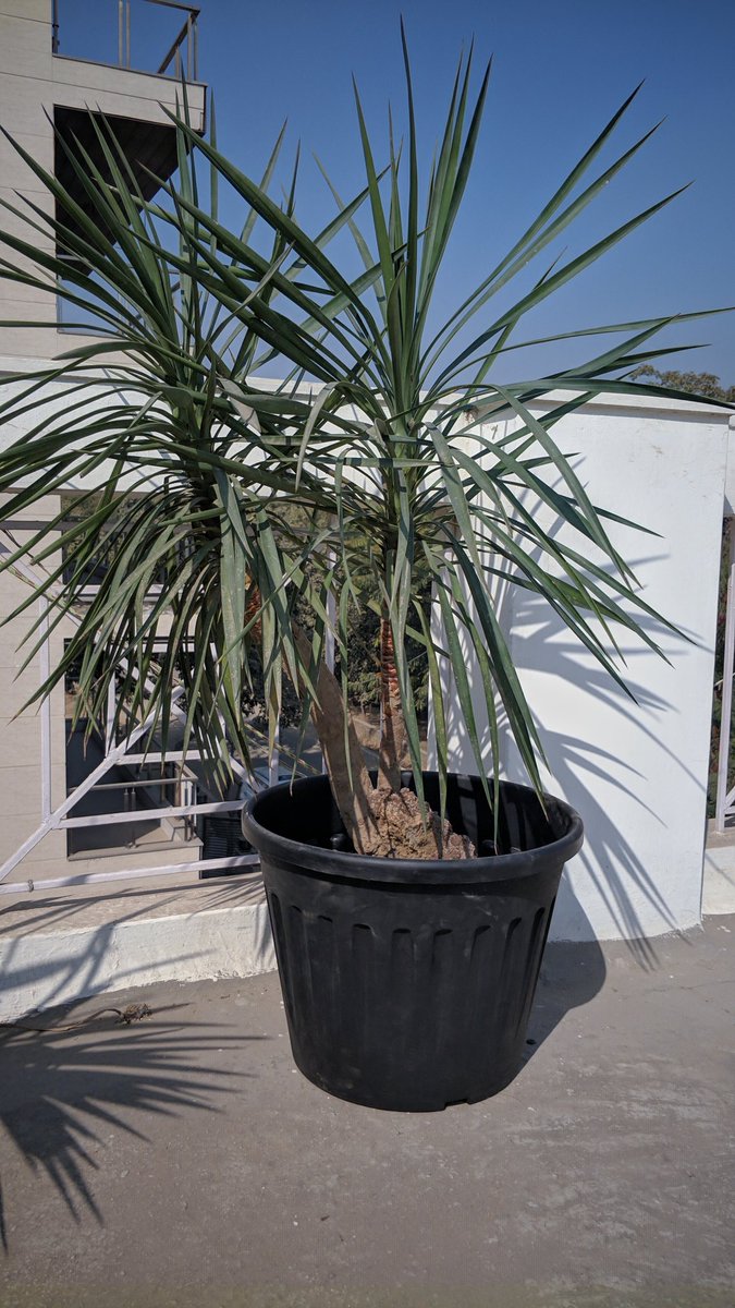 Yucca is a beautiful plant, takes years to grow, its flower is a treat for eyes! This 1 was abandoned 2die. We rescued, dirtied car with soil &amp; insectsz hurt hands, but all was worth it!
The first one is rescued, happy!
 Want to know more about Yucca? en.m.wikipedia.org/wiki/Yucca