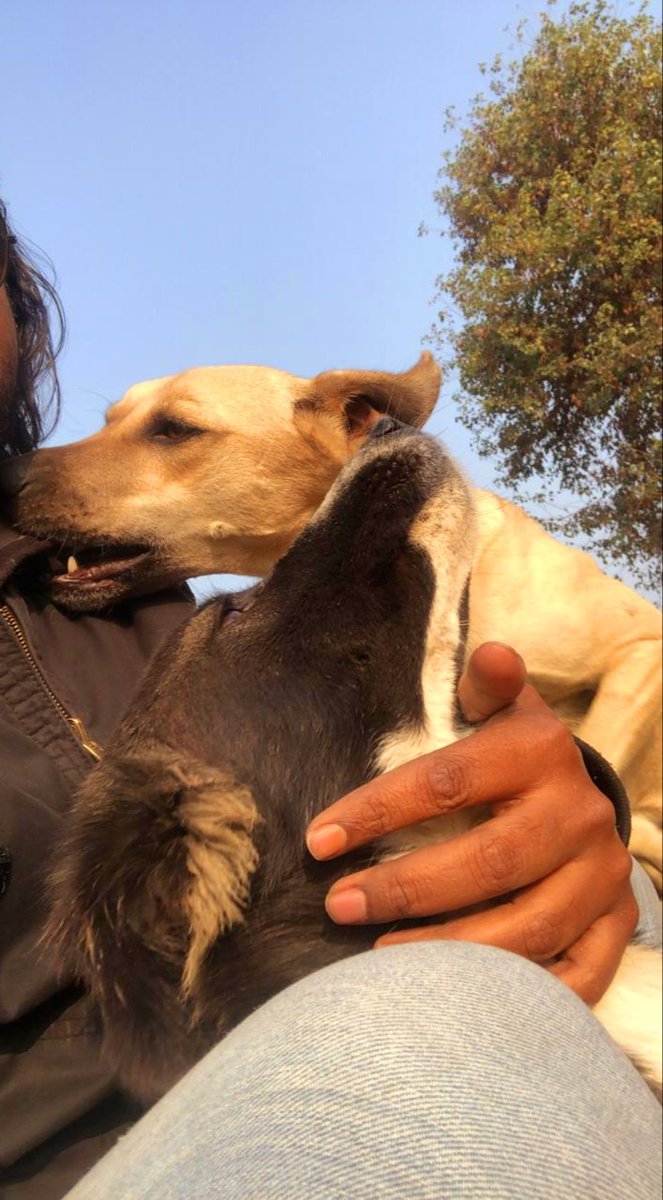 TheDogMother_'s tweet image. Sundays tend to be a day when we do nothing but just jump on people. It’s kind of like trick-or-treating 😋🐾🐾
Vampire and Mini in conversation with team @PFANoida at @SmartSanctuary 😍
#MuttsOfTwitter #DogsAtWork 
#smartsanctuary #secondchancedogs