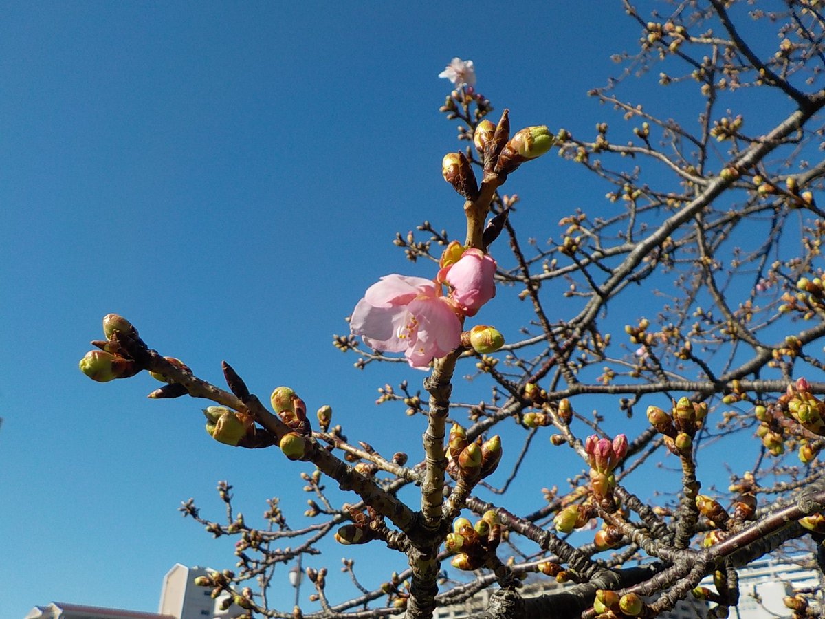 都立汐入公園 河津桜 カワヅザクラ 河津桜 が一分咲きとなりました オオシマサクラとカンヒサクラの自然交雑により生まれました 風雨により花びらが儚く散るソメイヨシノの美しさに対して強風にも耐えうる力強さが 河津桜にはあります 花言葉は 思い 都立汐入公園 河津桜 カワヅザクラ 河津桜 が一分咲きとなりました オオシマサクラとカンヒサクラの自然交雑により生まれました 風雨により花びらが儚く散るソメイヨシノの美しさに対して強風にも耐えうる力強さが 河津桜にはあります 花言葉は 思い