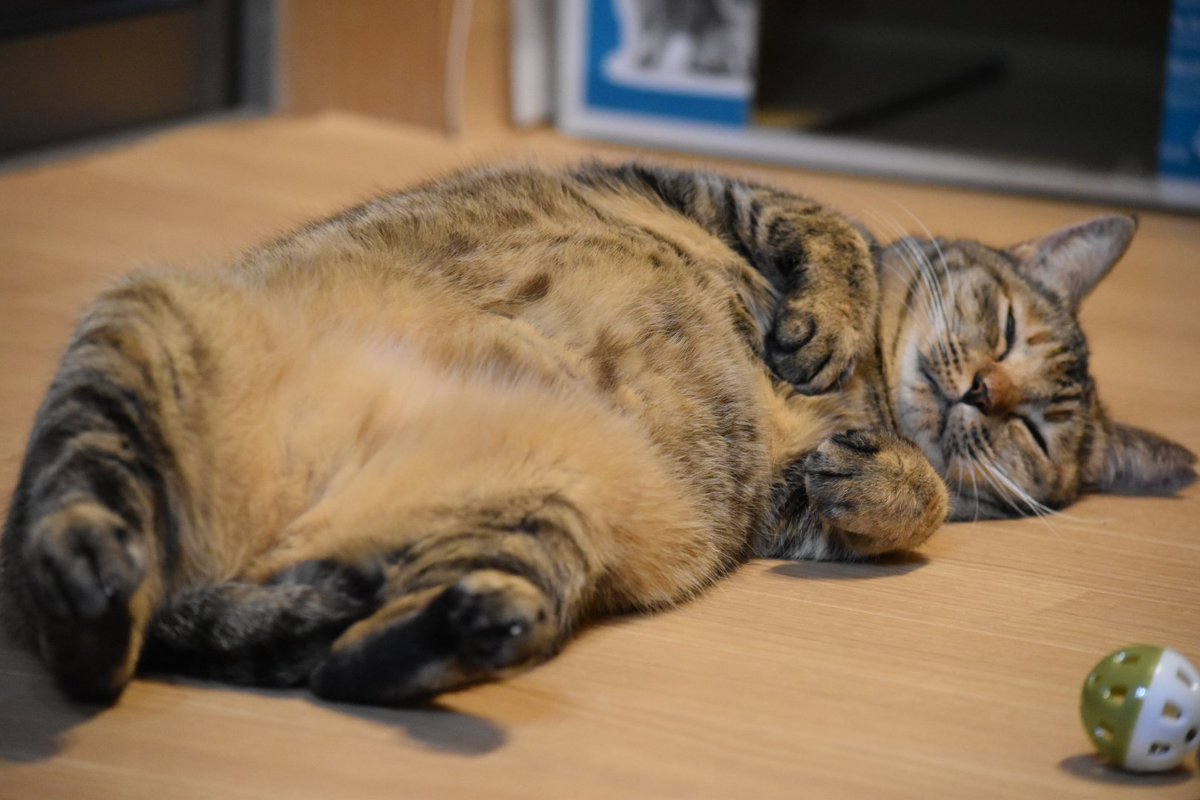 麦わら猫図鑑エントリー 麦わら猫図鑑エントリー