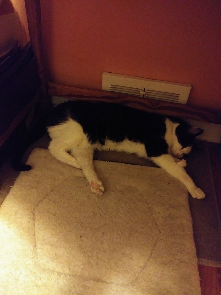 // he's chilling by his favorite vent