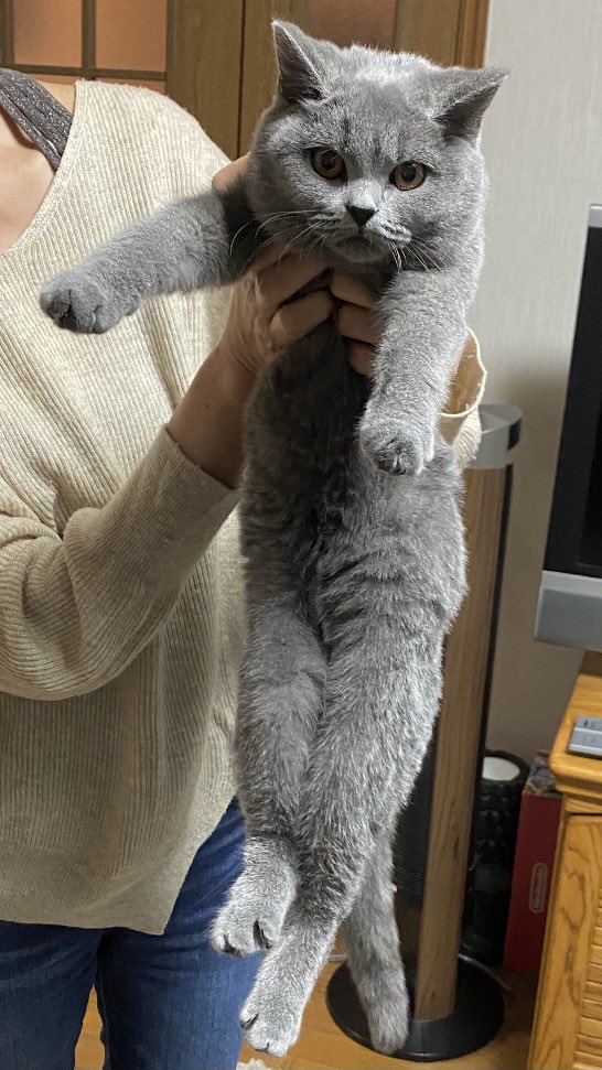 にゃんこ大佐 Fip闘病中 愛猫が猫伝染症腹膜炎 通称fip という致死率99 の難病にかかり 早ければ余命2週間と宣告されました 比較写真 複水が溜まりお腹がパンパンに膨れ手足は痩せて走ったりジャンプしたりしなくなりました いつもと違う場所で