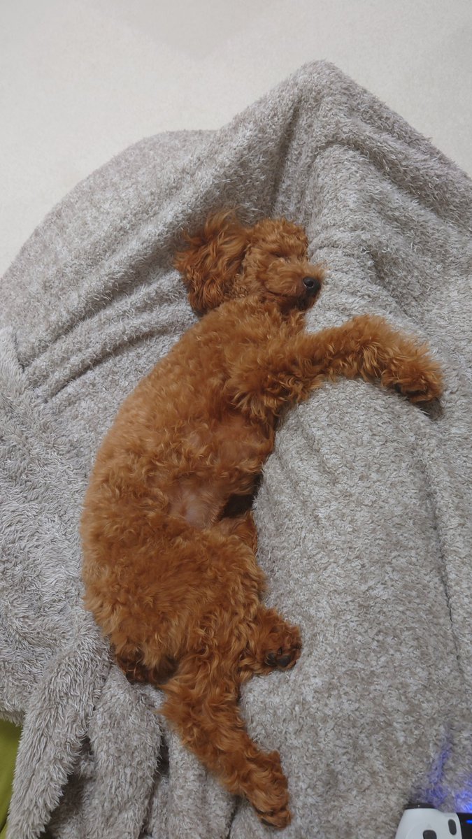 トイプードル コロッケチャンネル 21 テレビを見る飼い主の足に くっついて寝てる 安心するのかな トイプードル 犬のいる暮らし 犬好きさんと繋がりたい