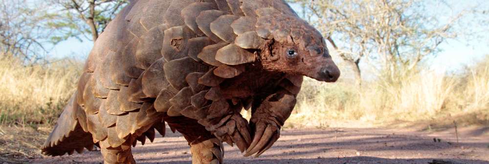 Khwara.. Ndi tshipuka tsha ḓaka, ndi tshipuka tsho iledzwaho u vhulawa.. Uya nga ha Tshivenḓa ya vhulawa zwi ḓisa mutshinyalo na mafhanza kha shango iḽo.. Asia vha tenda uri iya fhodza malwadze.. Nga Tshivenḓa makwati a Khwara aya thusa ṅwana  #venda101