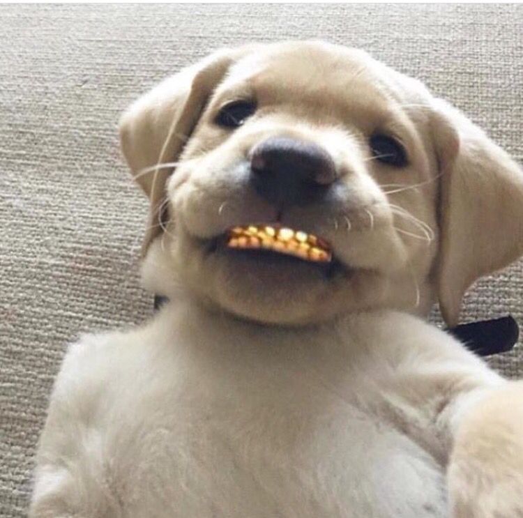 itskarla____'s tweet photo. rob the jurrly store &amp; tell em, "make my dog a grill" https://t.co/6Ov81cHAII