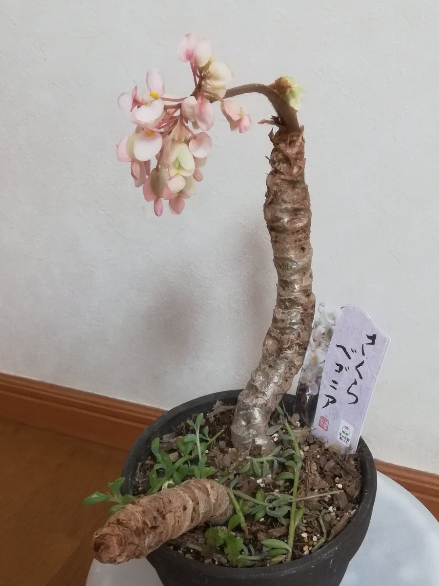 さくらベゴニア