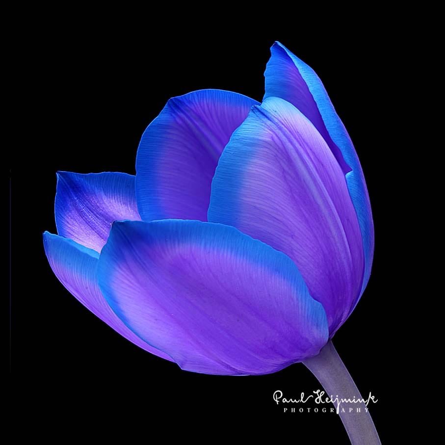 Een prachtige kleur combinatie in deze tulp: Blue Lagoon. Bent u bloemen leverancier, exporteur, handelaar of bloemist en heeft u nou ook interesse in deze of andere tulpen? Stuur dan gerust een mailtje naar : peter@portalflora.nl