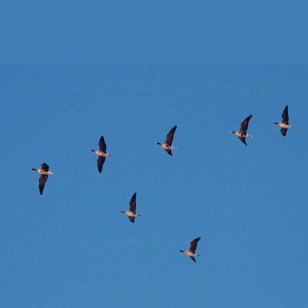 BTS as ducks: a DTS thread