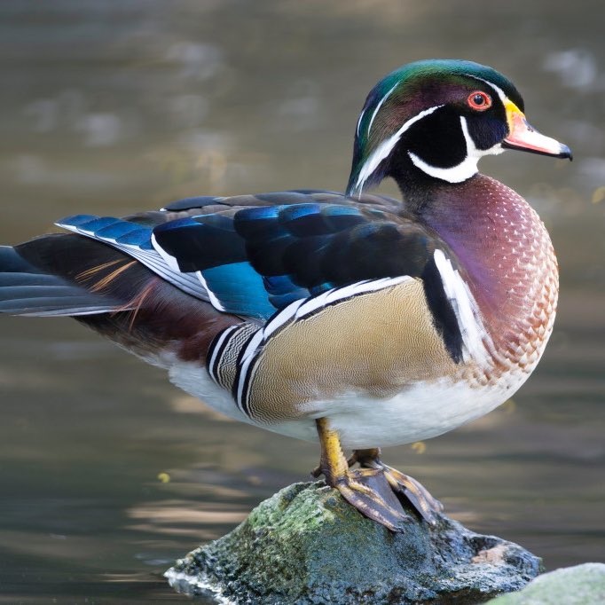 BTS as ducks: a DTS thread