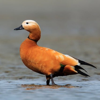 BTS as ducks: a DTS thread