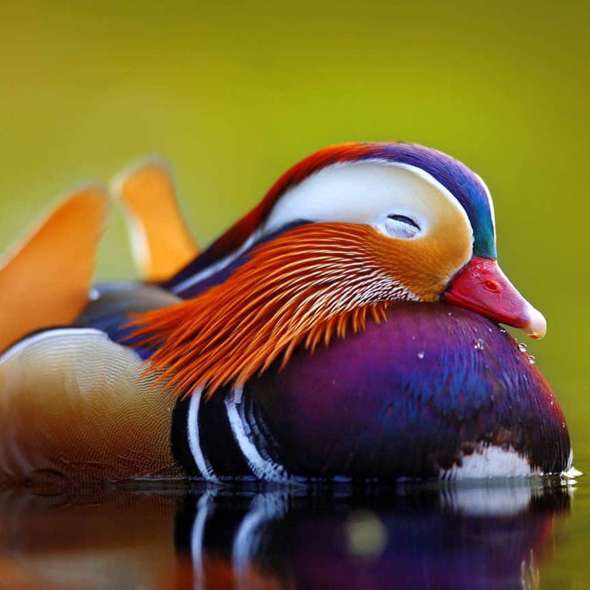 BTS as ducks: a DTS thread