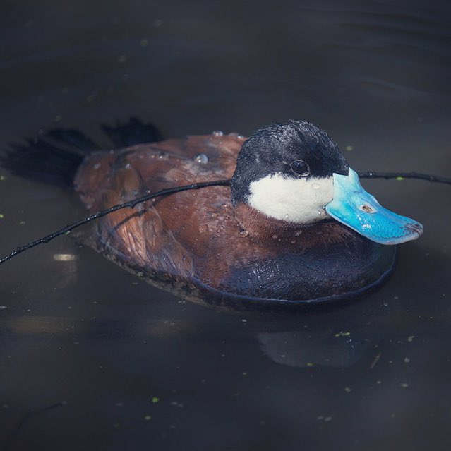 BTS as ducks: a DTS thread